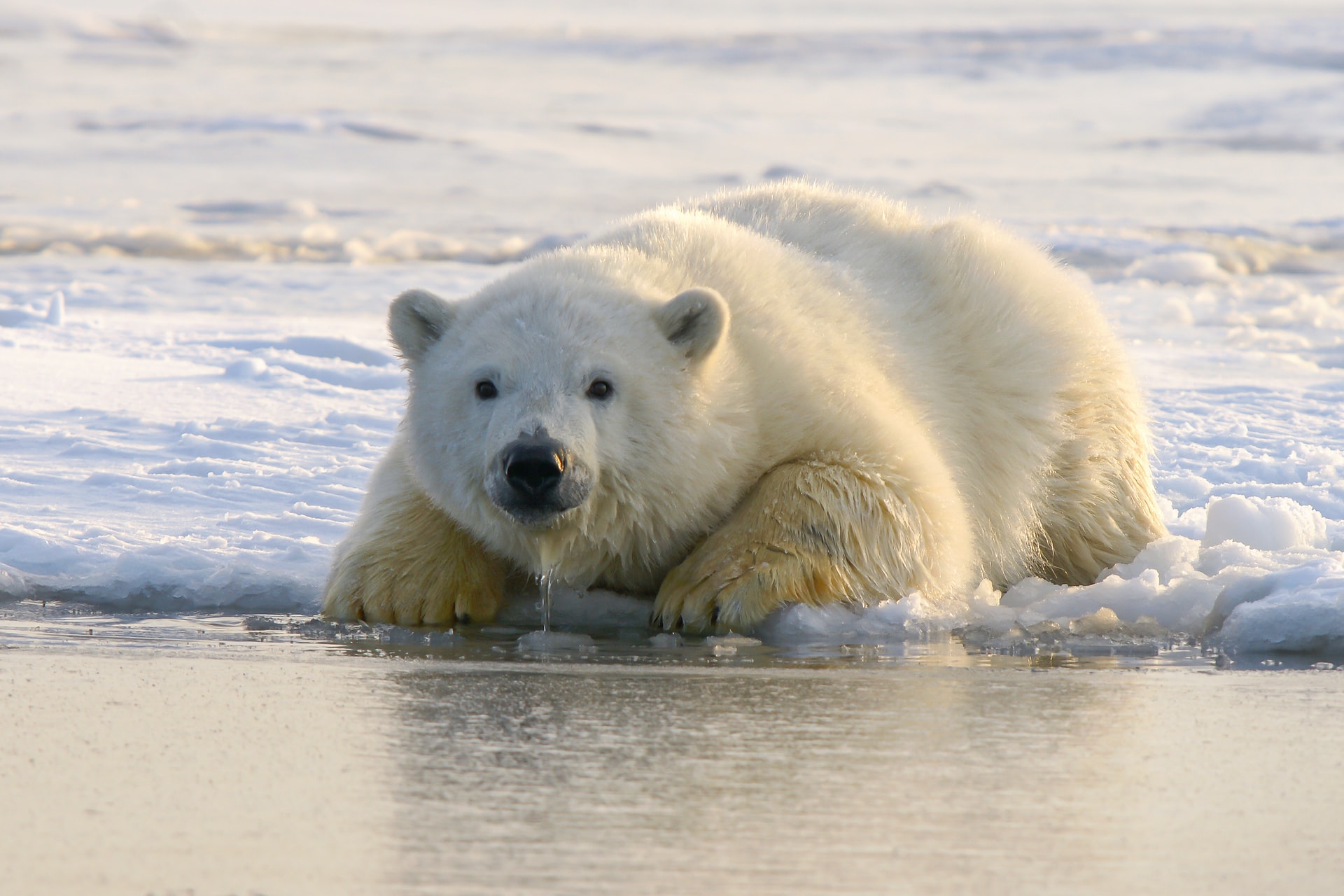 Totalmente inesperado': estos osos polares pueden sobrevivir con menos  hielo marino / 'Wholly Unexpected': These Polar Bears Can Survive With Less  Sea Ice