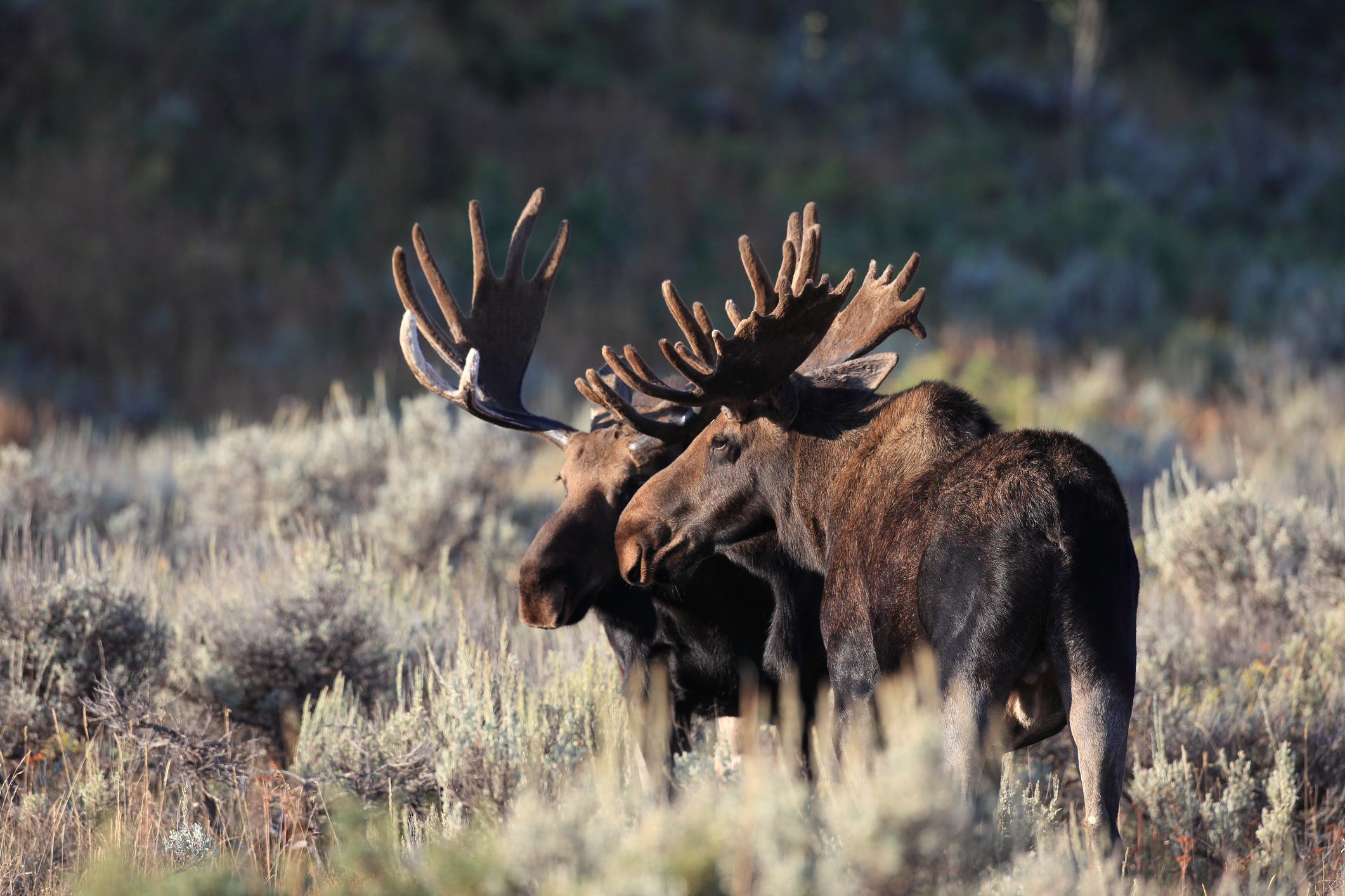 Bull Moose in Grand Teton National Park