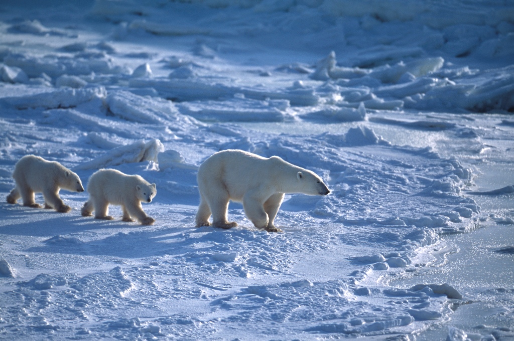 Sierra Club and Allies Block Dangerous Seismic Surveying in the Arctic