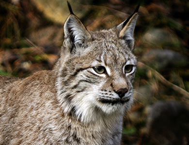 Lynx