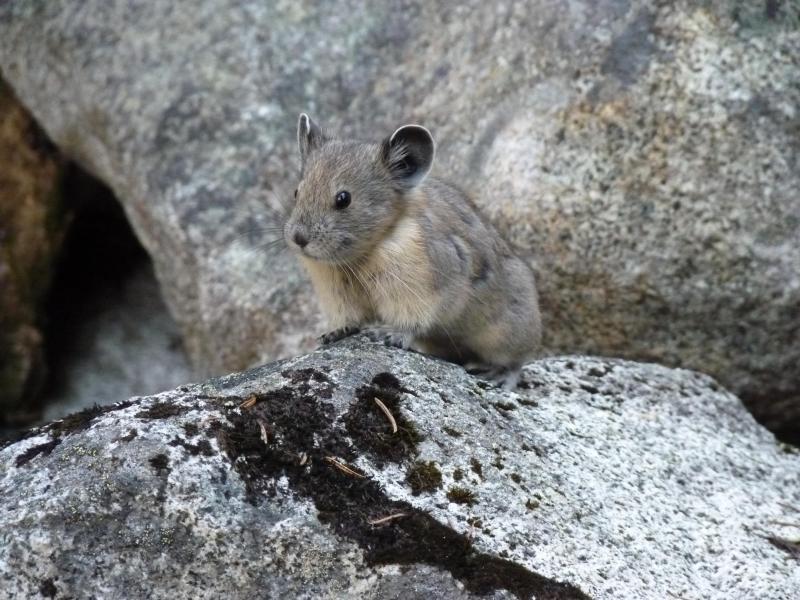 Pika