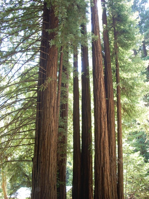 Armstrong Woods redwoods