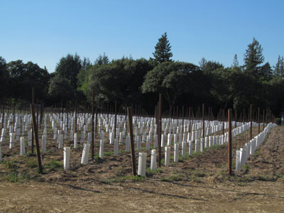 Vineyard near Sebastopol