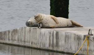 Harbor seals enjoying their new float. U-shaped metal brackets were installed so that the fabricator, Kie Con, could lower the float into the water. The brackets will be removed when the float is positioned at its permanent location. Photo courtesy Richard Bangert.