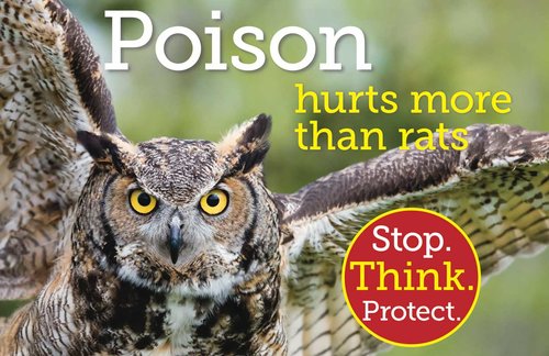 Poison hurts more than rats image