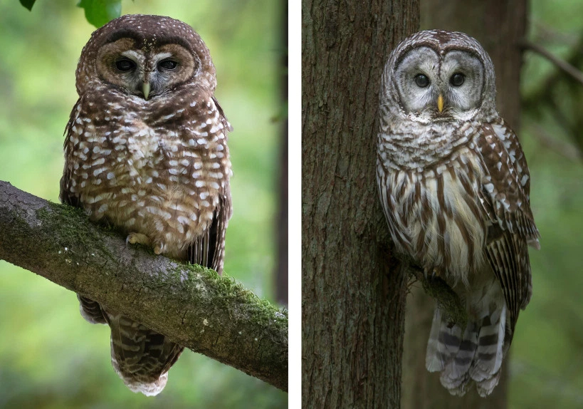 northern spotted owl and barred owl