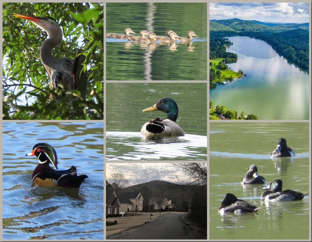 birds of the area