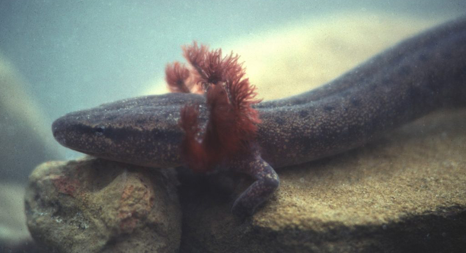 The Black Warrior waterdog. Photo by Black Warrior Riverkeeper Advisory Council member Mark Bailey.