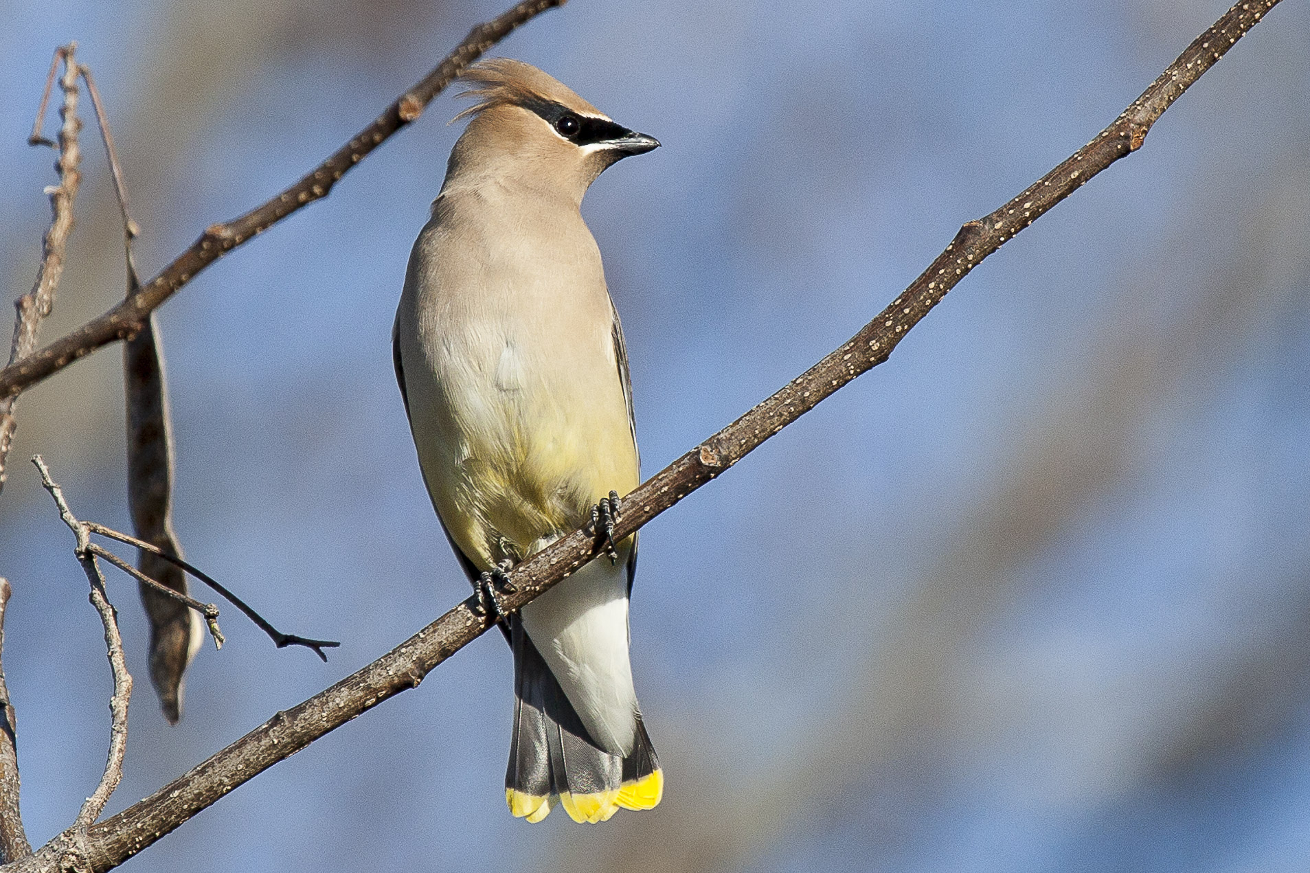 Cedar Waxwing