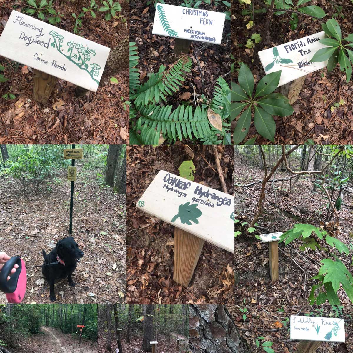 collage of trails at the Lurleen State Park collage of trails at the Lurleen State Park