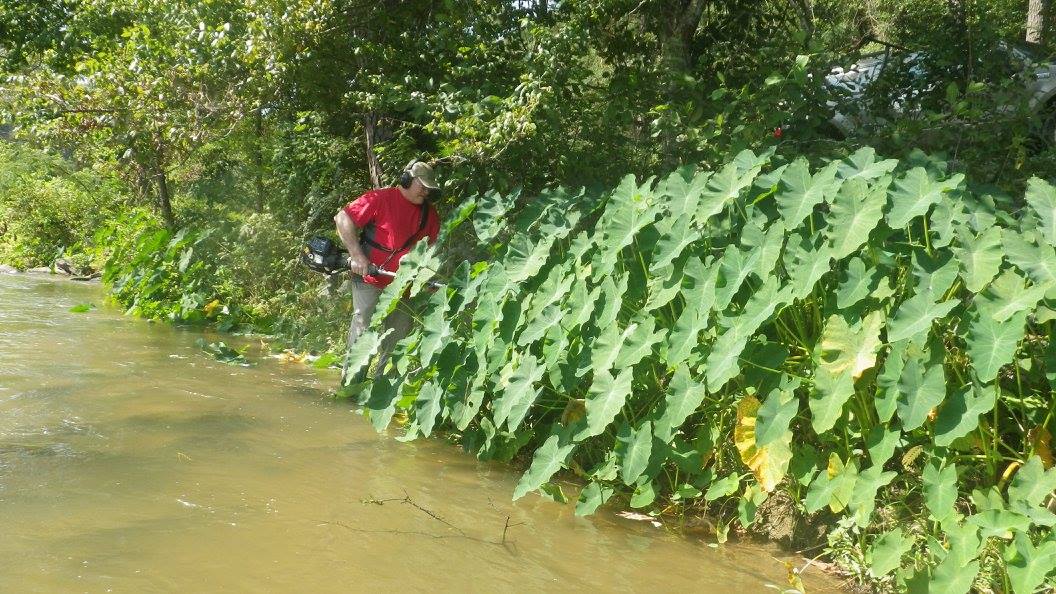 Invasive Taro