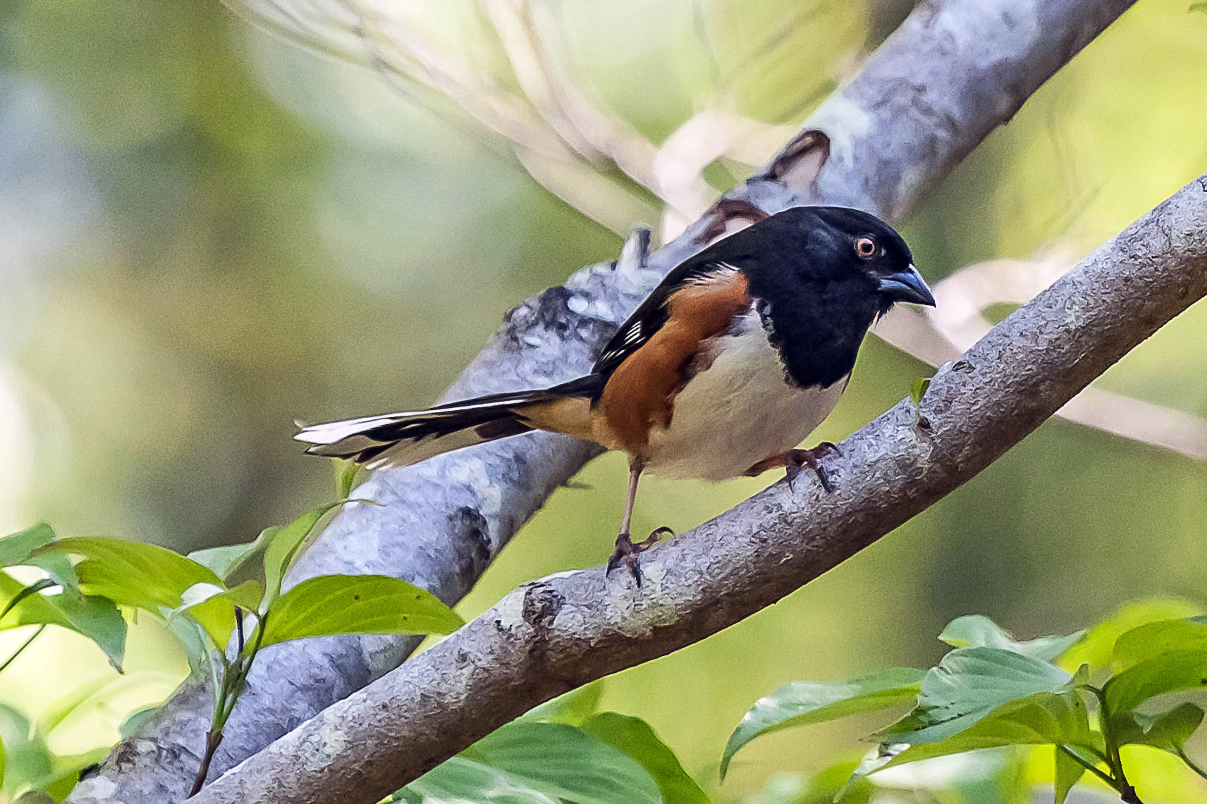 Eastern Towhee