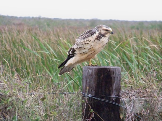 Juvenile Swainson's Hawk, By Nicida Maerefat