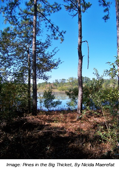 Pines in the Big Thicket, By Nicida Maerefat