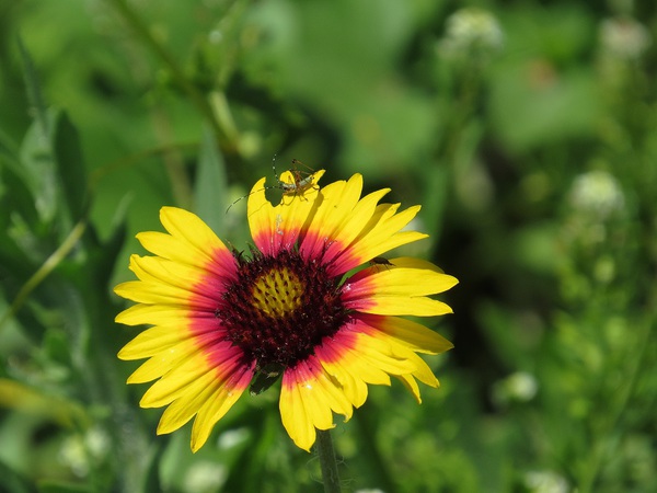 Fire Wheel (Indian Blanket)