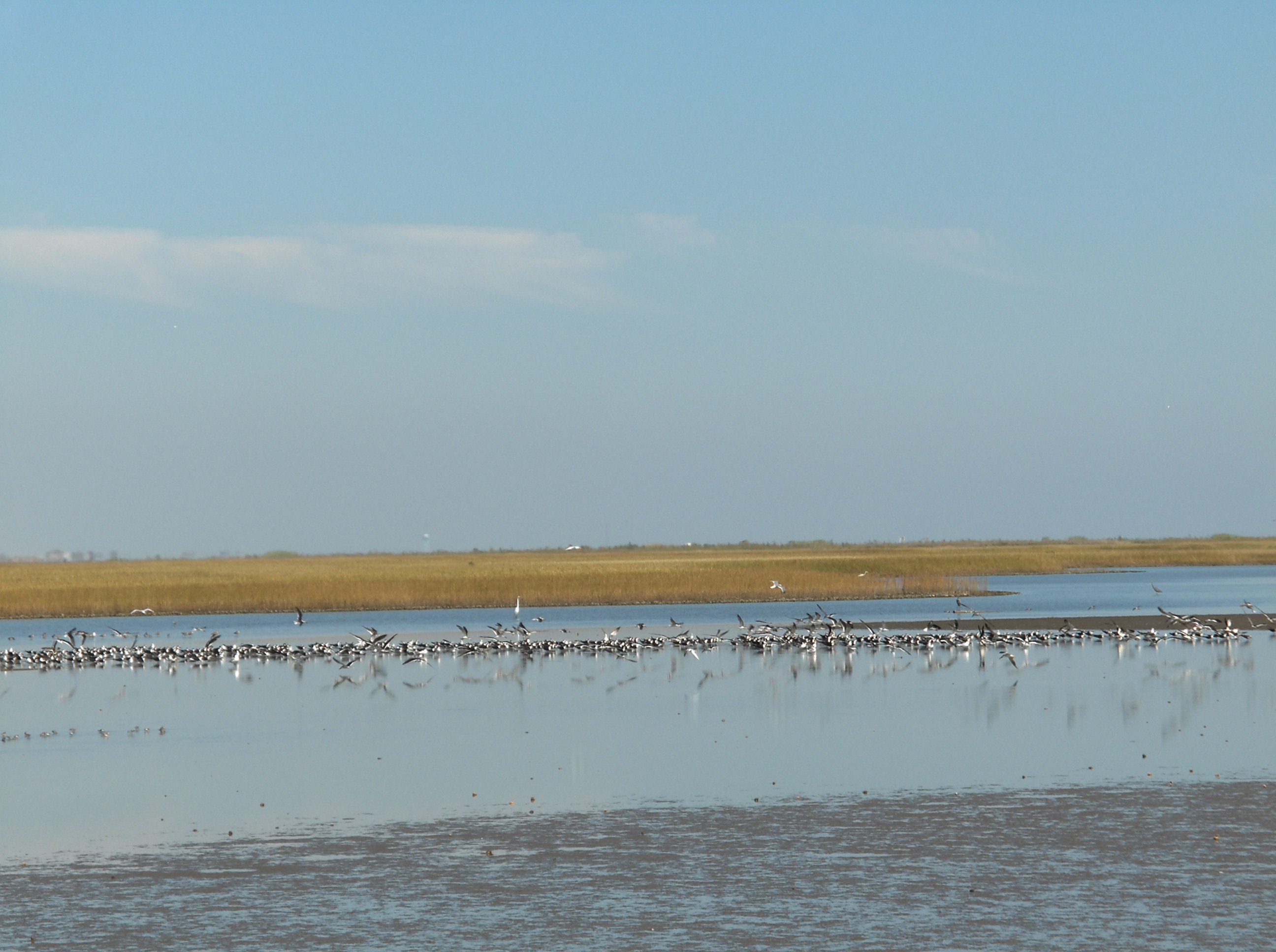 Galveston Bay