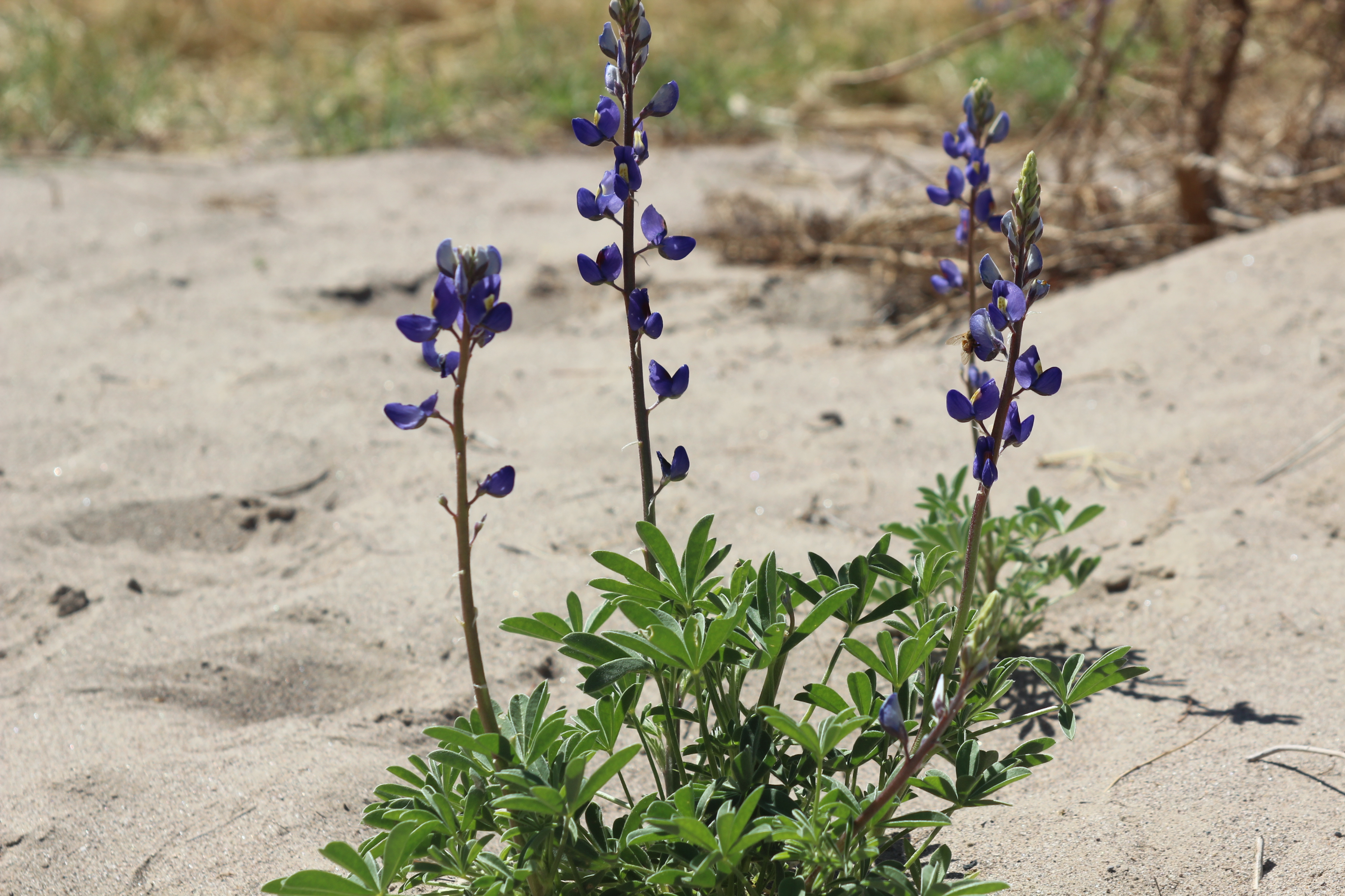 flowers of the mountain