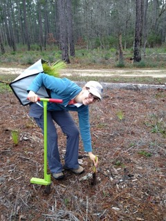 ￼Ellen Strupp planting a seedling.