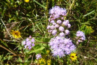 Photo 1: Blue Mistflower on the Marysee Prairie by Heman Wai