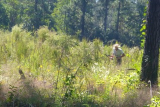 Photo 2: Brandt Mannchen stalking woody plants on the Marysee Prairie by Heman Wai
