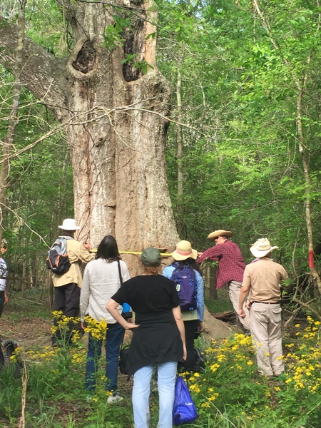 Measuring a Sixty-two inch diameter Water Oak - Photo by Gary