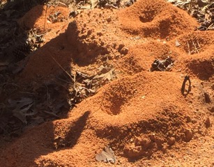 Harvester ants have big cities, too, by Gary Stephenson