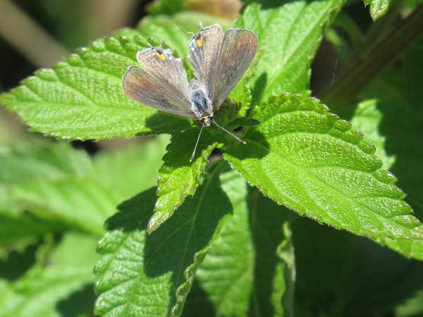Skipper takes a rest.