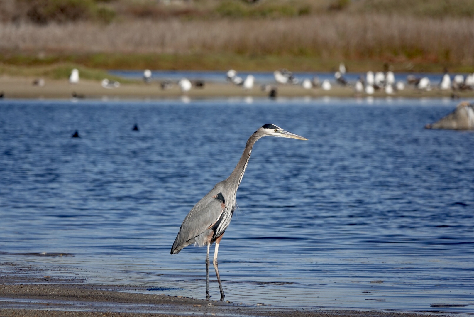 Great Blue Heron along the wetlands. Photo by Joan Tharp