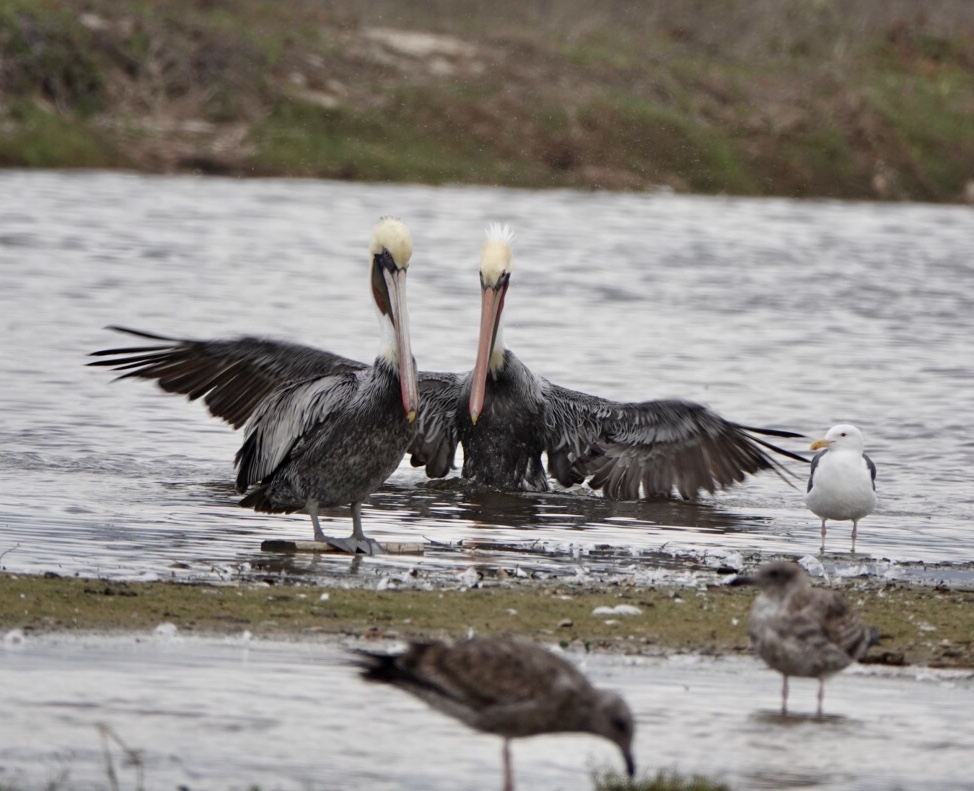 Brown Pelicans are commonly seen flying over the ocean and occasionally in the shallow part of the lagoon. (Photo by Joan Tharp)