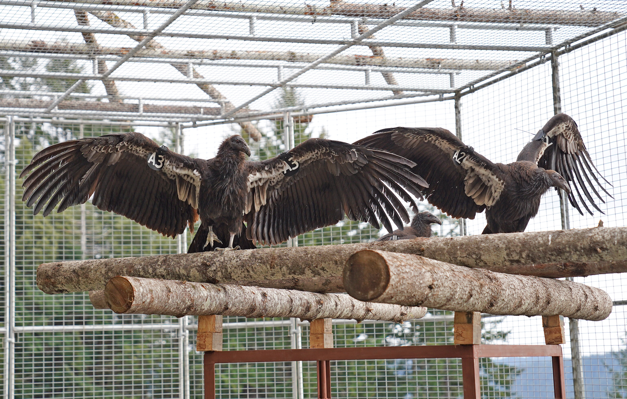 Condors before release in Northern California, USFWS
