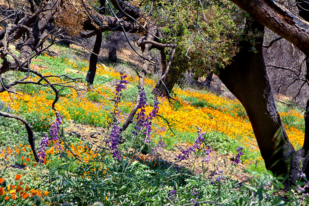 Figueroa Mountain in bloom. Photo by Denise Dewire. www.flickr.com/photos/denisedwirephotography