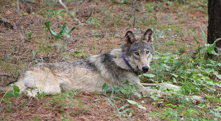 Gray wolf OR-93 in Ventura Source CDFW