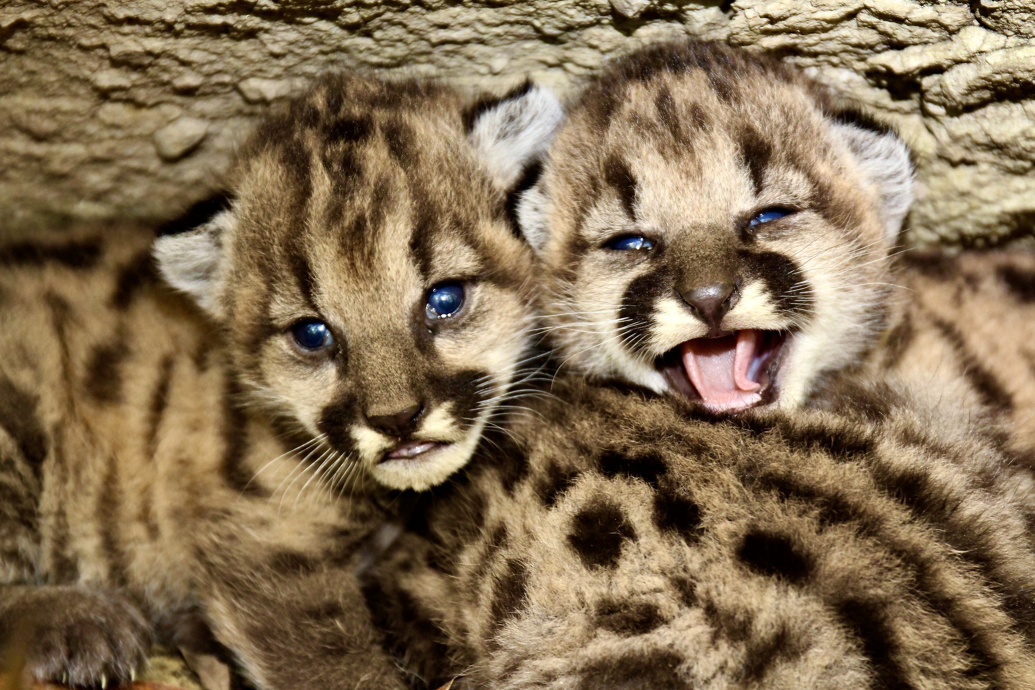 P 19 litter mountain lion by SMMNRA