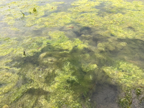 Algae
