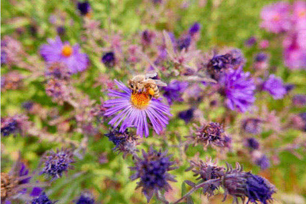 Asters with bee
