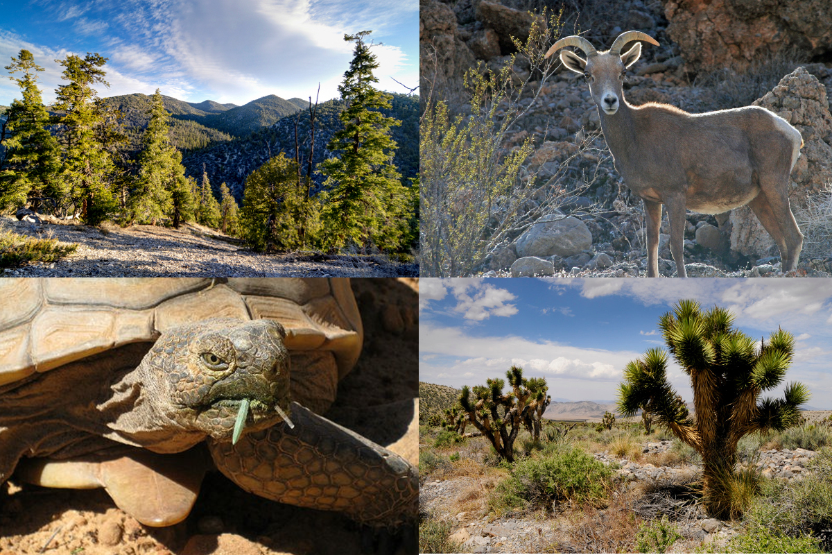 Bighorn, bristlecone, desert tortoise, Joshua