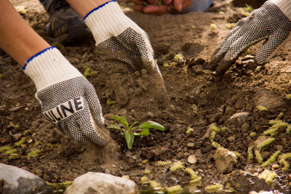 Hands planting a better future. Photo by Jose Witt.