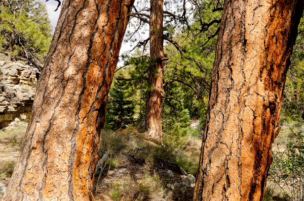 Ponderosa pines in Hidden Forest