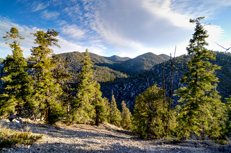 Evergreens gracing the higher elevations of the Sheep Range.