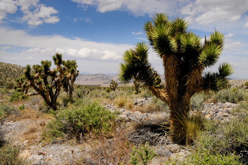 Joshua Trees at DNWR