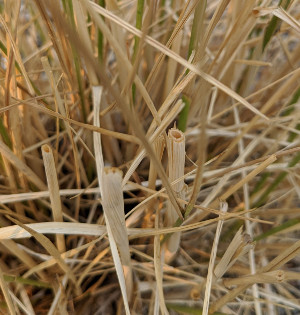 Hollow grass