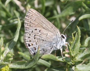 Haristreak butterfly