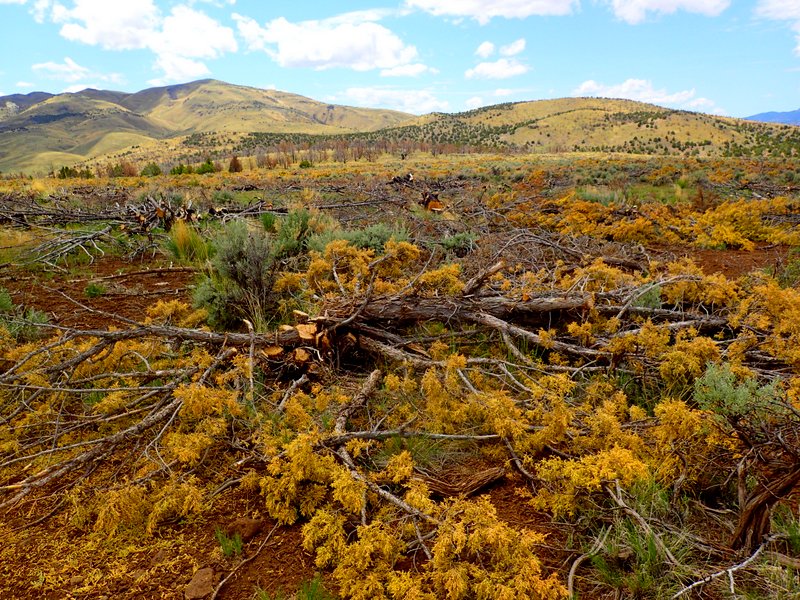cut Pinyon juniper
