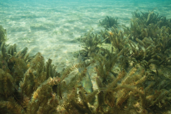 Invasive Eurasian milfoil