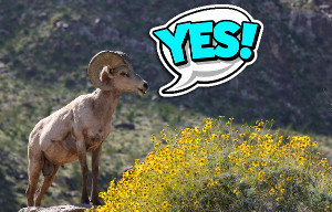 Happy bighorn