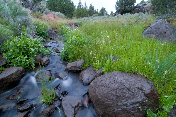 A creek in rural Nevada. Credit Brian Beffort