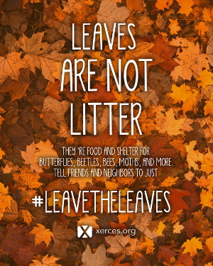 Leave the leaves