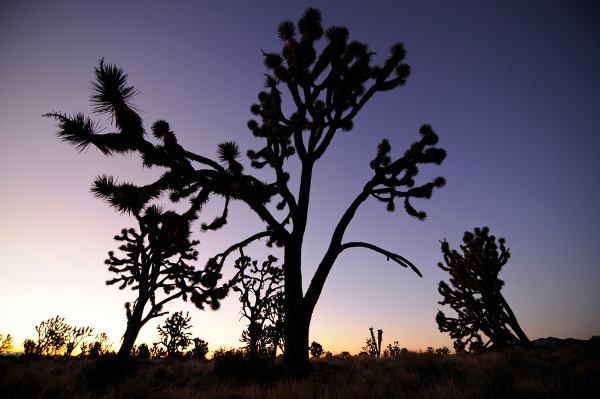 Wee Thump Joshua Tree Wilderness. Credit Brian Beffort