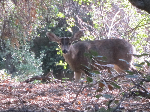 Copyright Zal Tepper