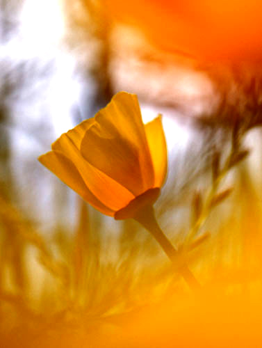 California Poppy. Picture by Mike Sappingfield